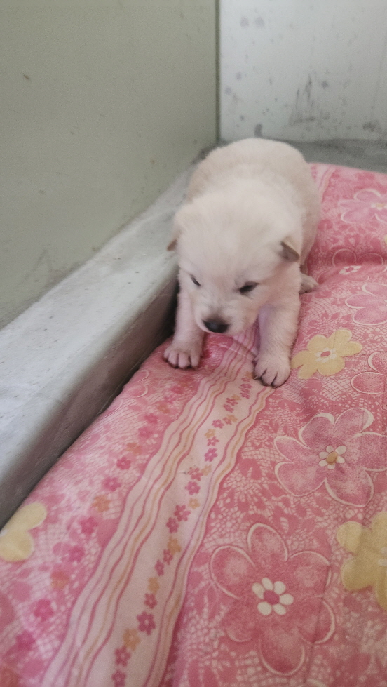 보호중 진도견의 가…