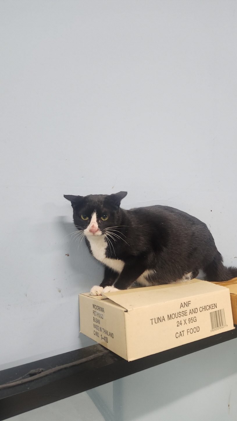 익산유기동물보호소_445468202500021