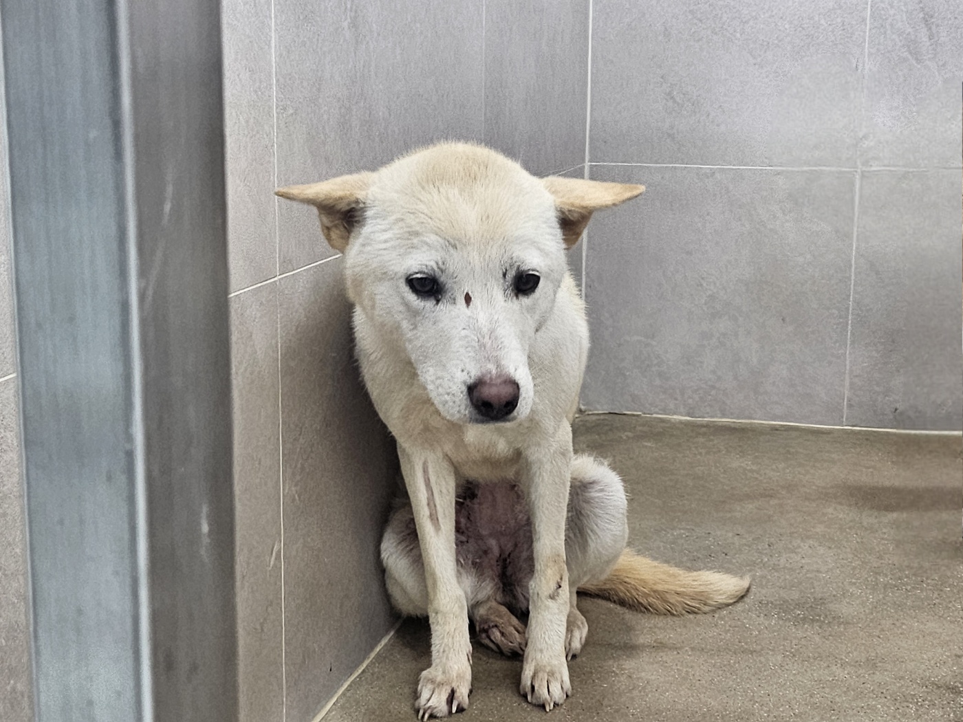 고양시동물보호센터_441394202402575