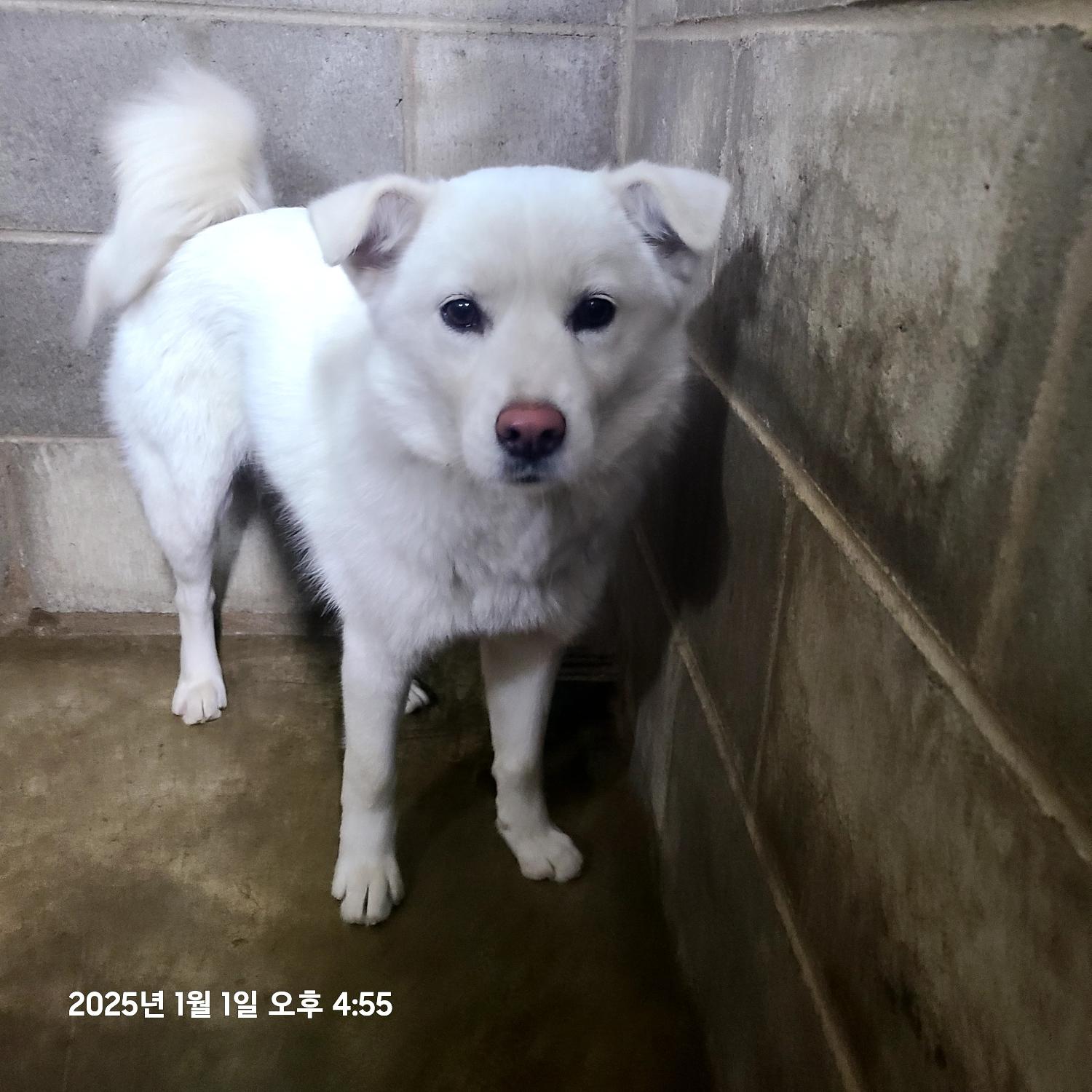 군산유기동물보호센터_445467202500002