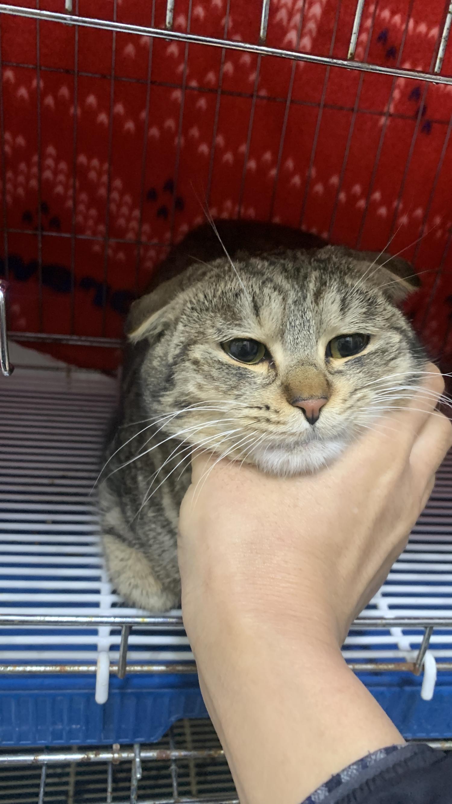 늘푸른동물병원_428354202500002