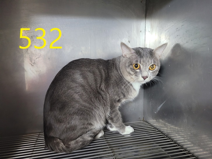 보호중 한국 고양이…