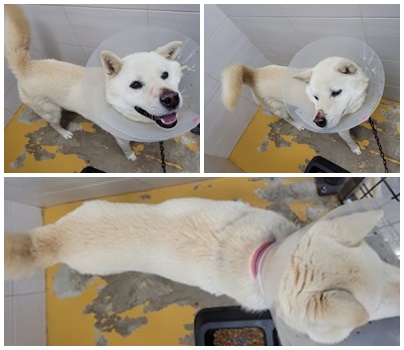 논산시 동물보호센터_444454202401310