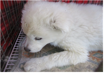 보호중 믹스견의 가…