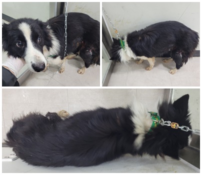 논산시 동물보호센터_444454202401314