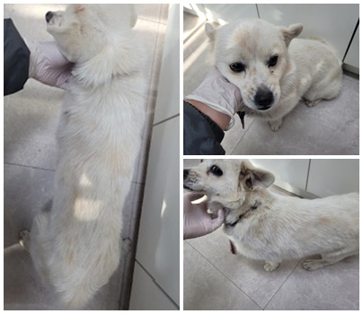 논산시 동물보호센터_444454202401313