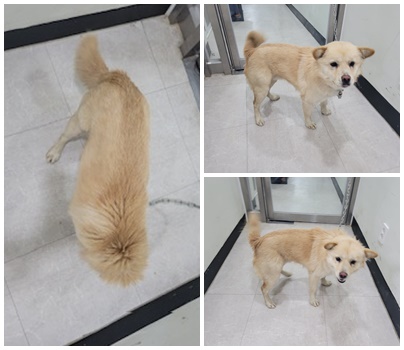 보호중 믹스견의 가…