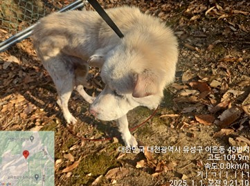 대전동물보호센터_430367202500001