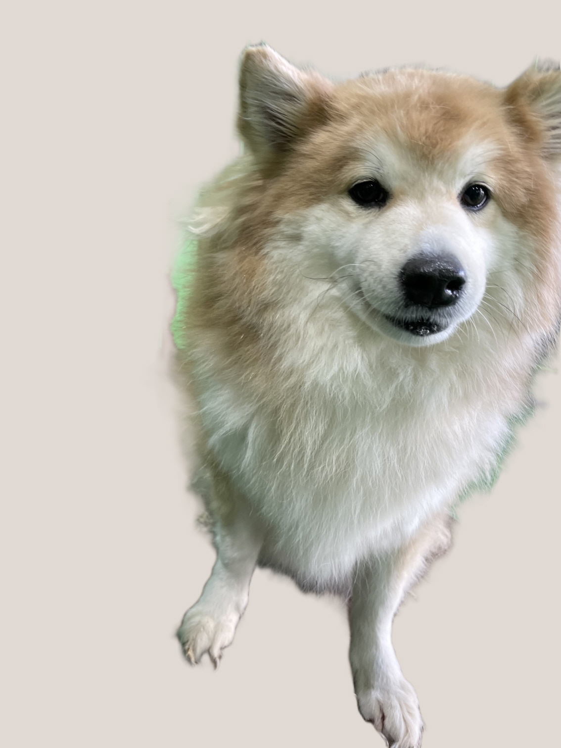 사천시 동물보호센터_448534202500002