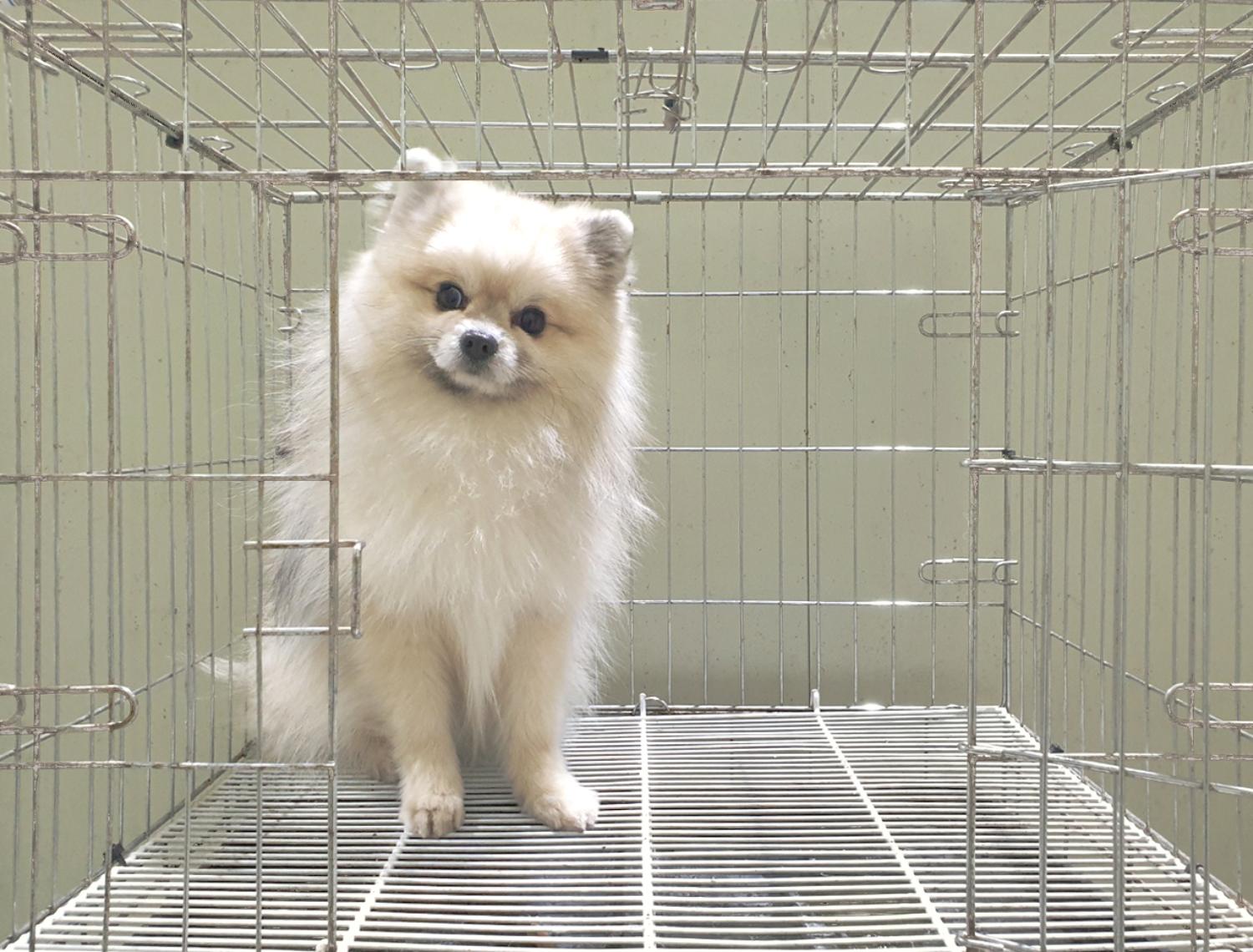 위더스 동물보호센터_441407202500002