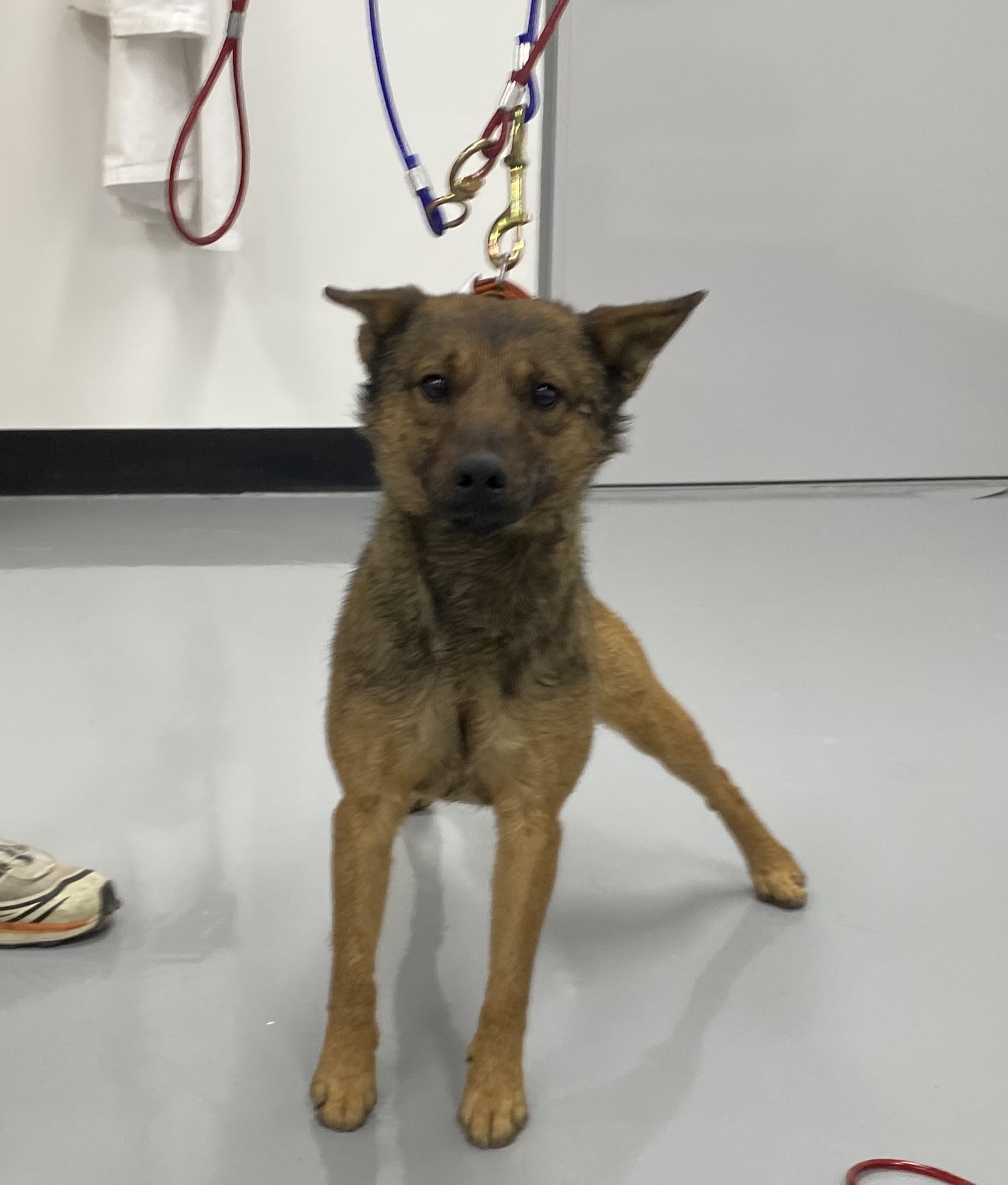 종료(반환) 믹스견…