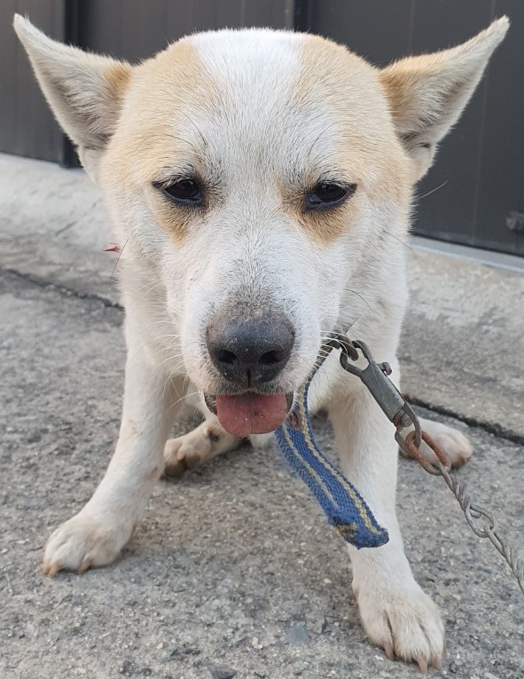 공주시 동물보호센터_444450202400877