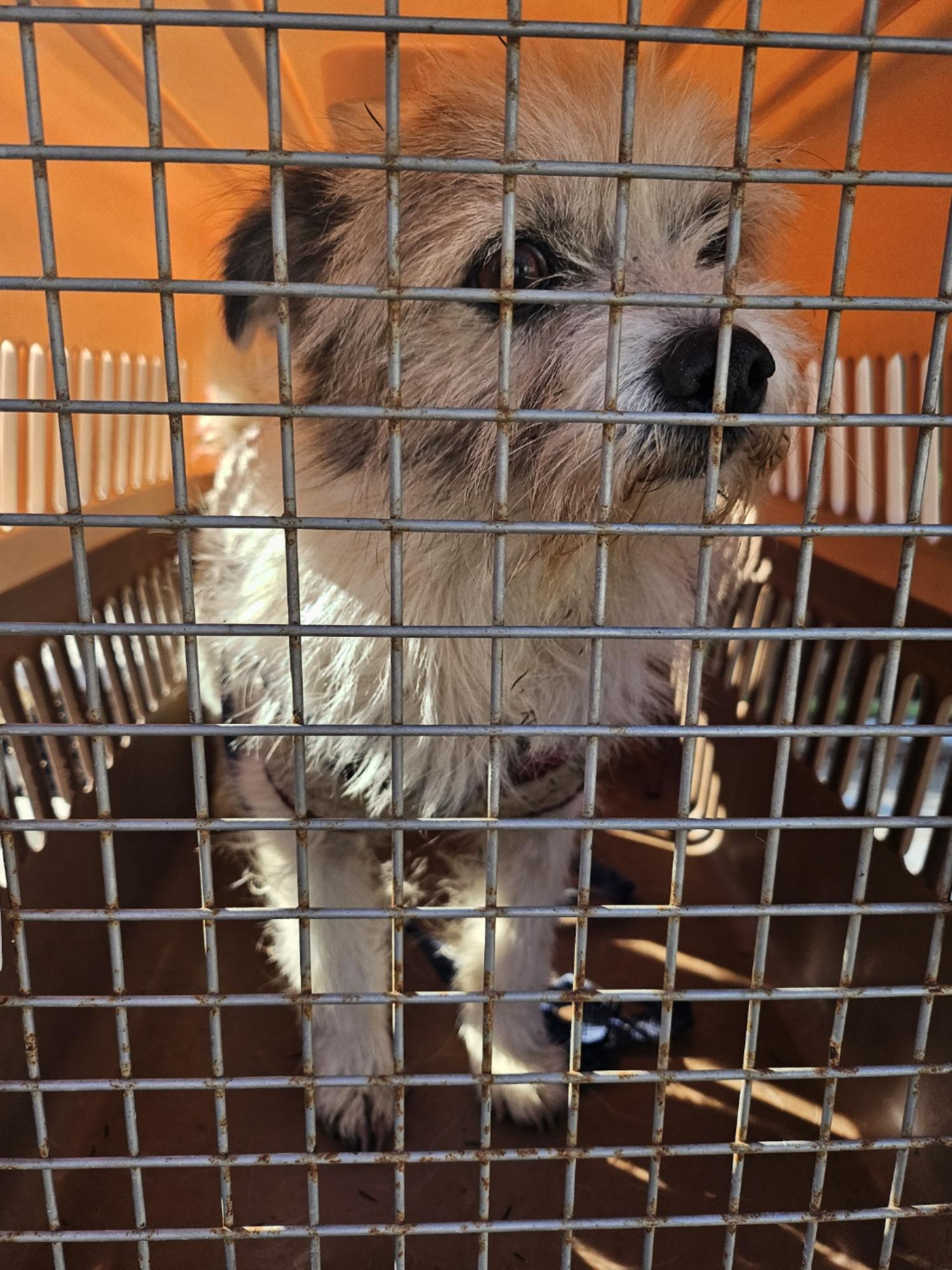 종료(반환) 믹스견…