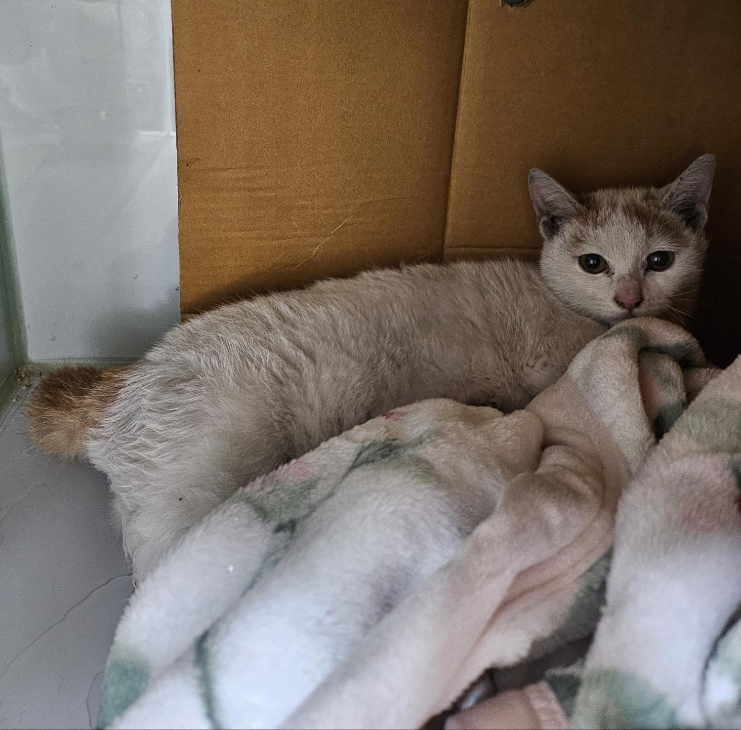 울산유기동물보호센터_431369202400769