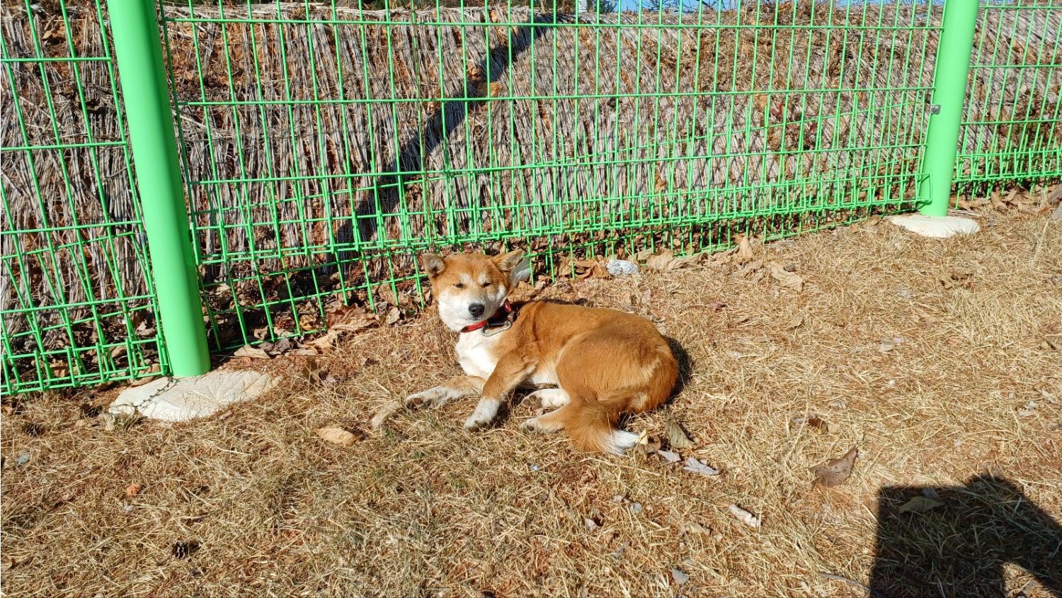 청도군동물보호센터_447519202500017