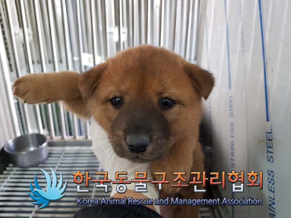 한국동물구조관리협회_411317202400488