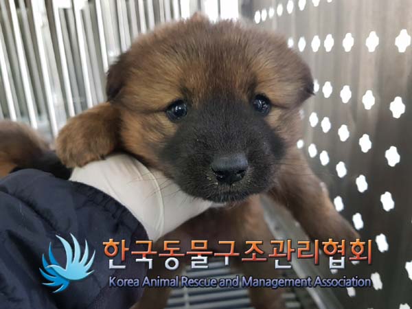 한국동물구조관리협회_411317202400491
