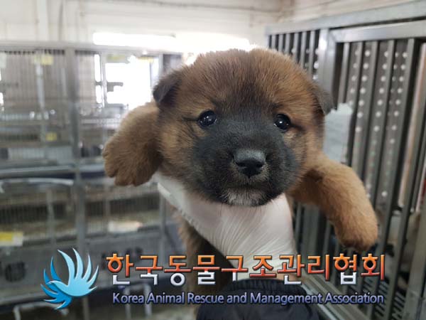 보호중 믹스견의 가…