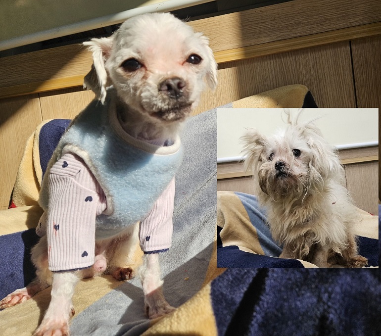 진해유기동물보호소_448532202400782