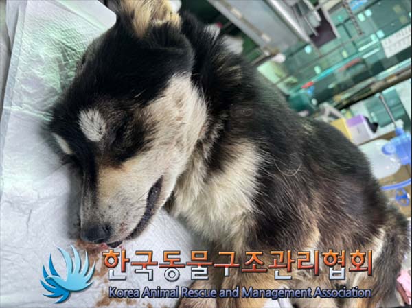 한국동물구조관리협회_441560202401487