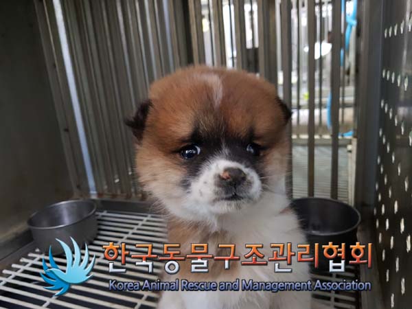 한국동물구조관리협회_441409202402053