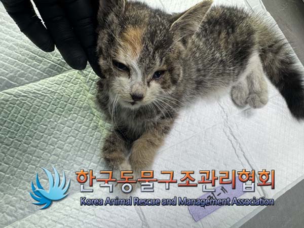 한국동물구조관리협회_441409202402055