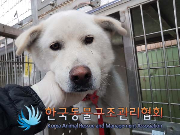 한국동물구조관리협회_411323202500001