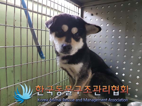 한국동물구조관리협회_441409202402054