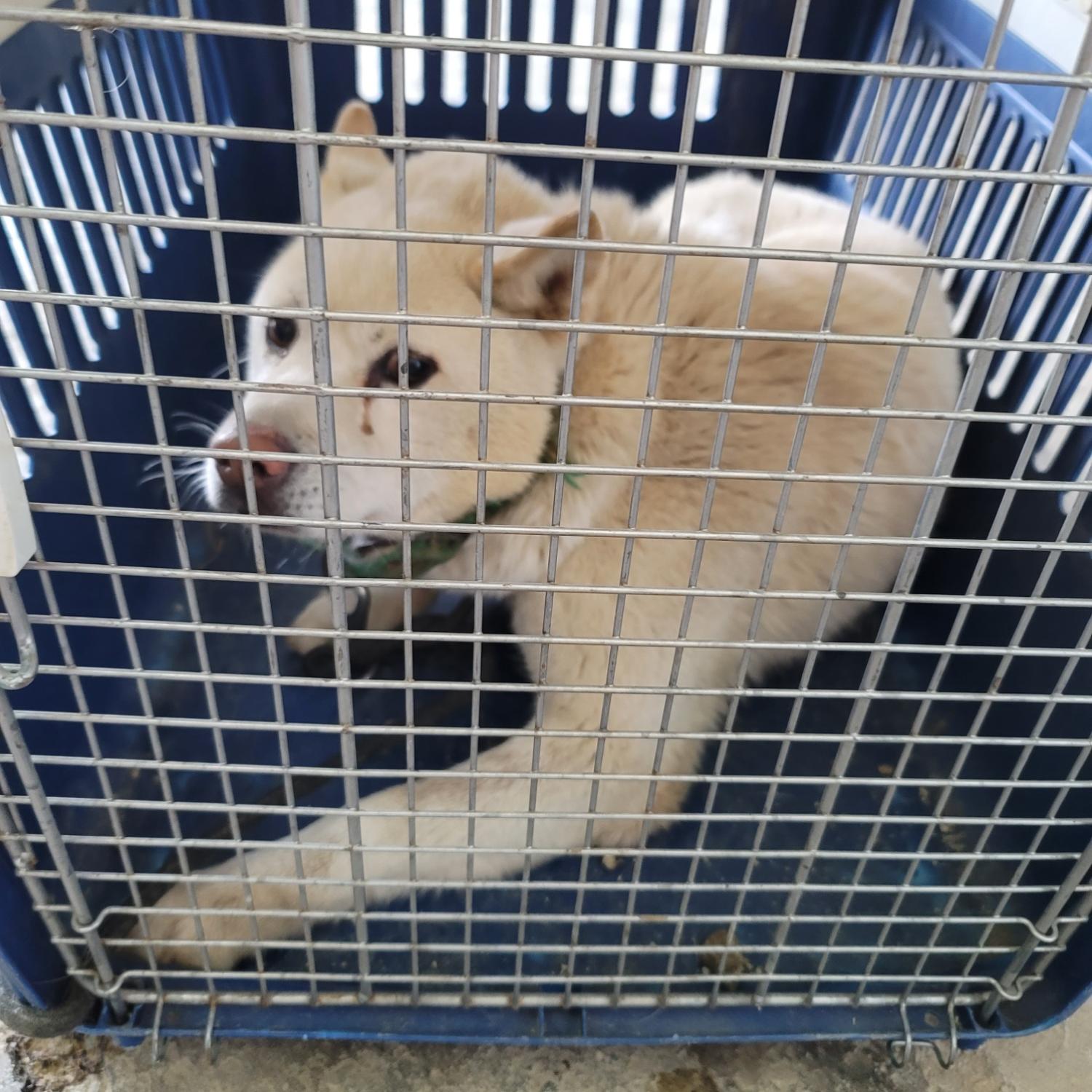 평택시유기동물보호소_441391202500008