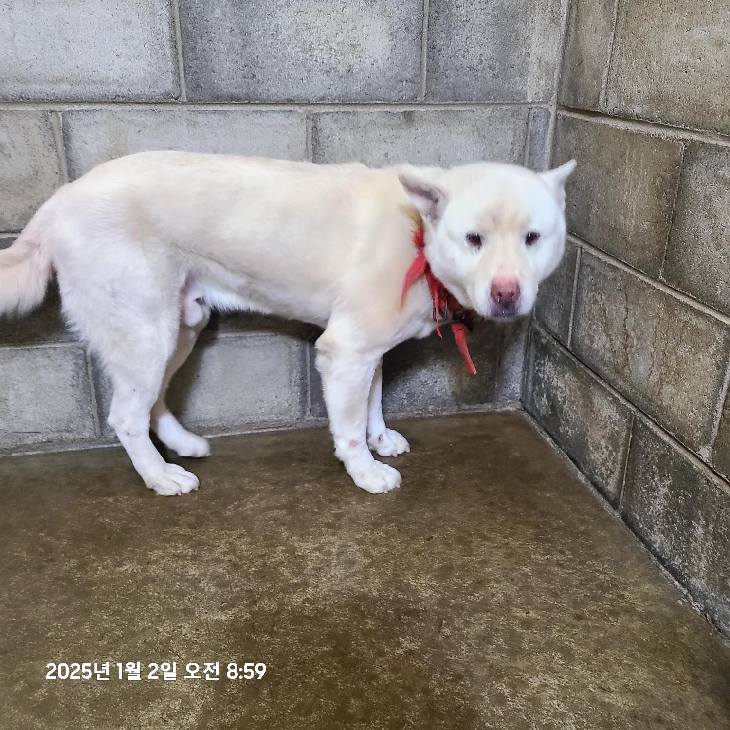 군산유기동물보호센터_445467202500003