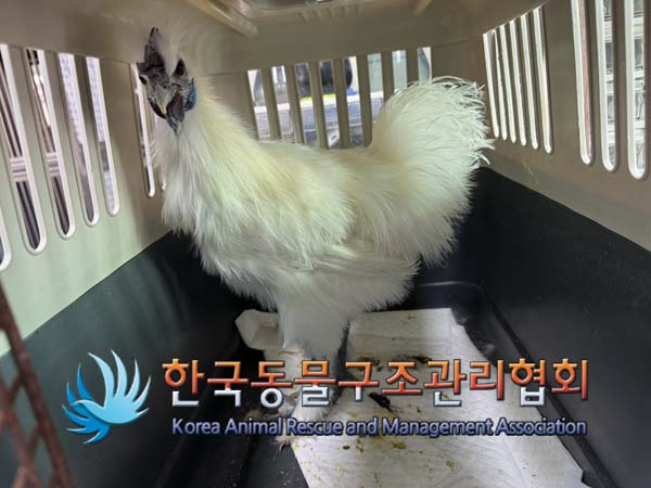 보호중 백봉 실키의…