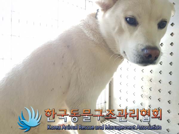 한국동물구조관리협회_411316202400943