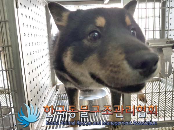 한국동물구조관리협회_411316202400944