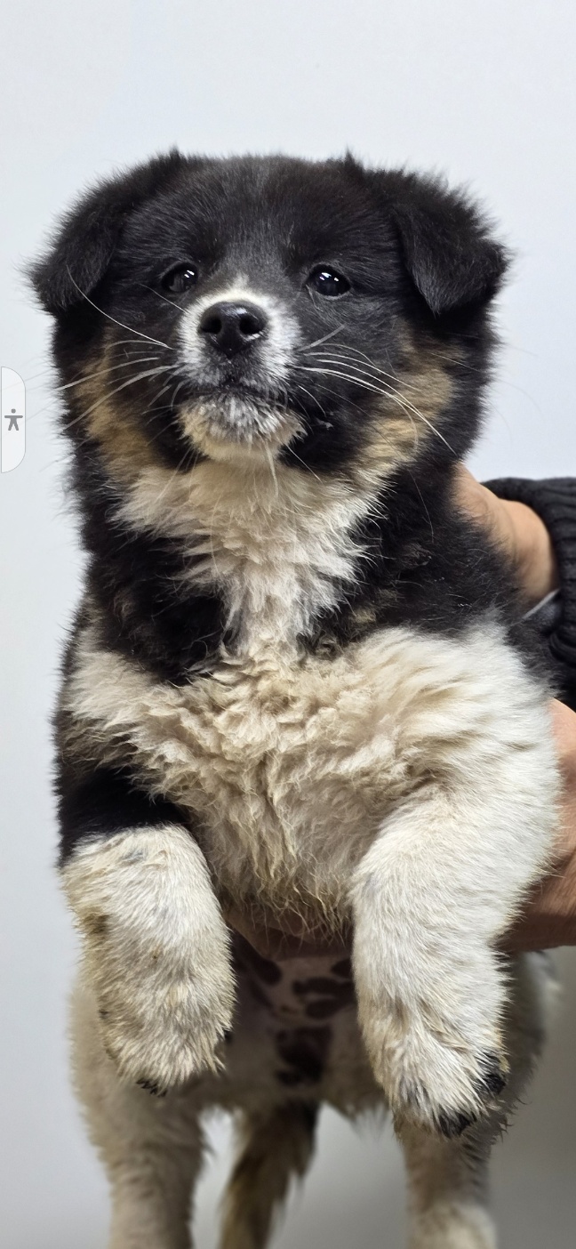 종료(입양) 믹스견…