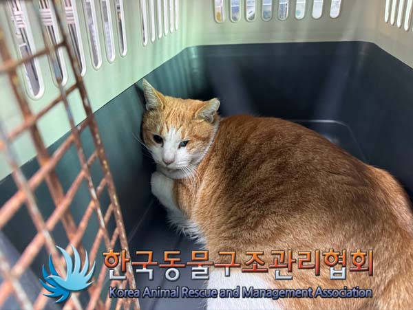 한국동물구조관리협회_411315202500002