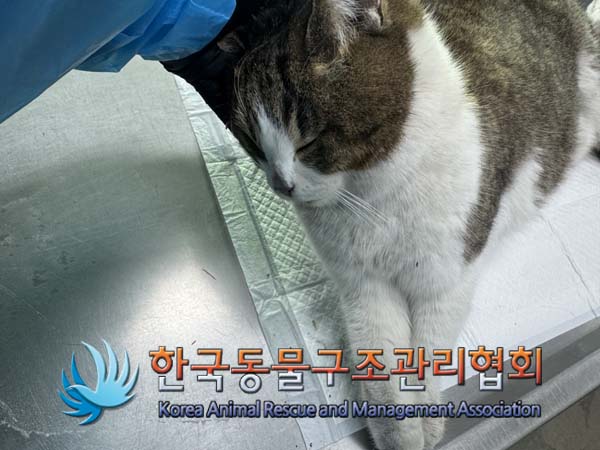 한국동물구조관리협회_411310202500001