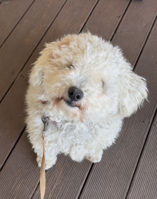 군산유기동물보호센터_445467202500007