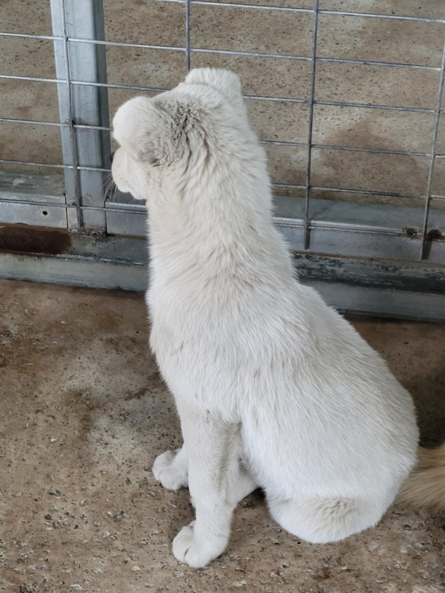 종료(입양) 믹스견…