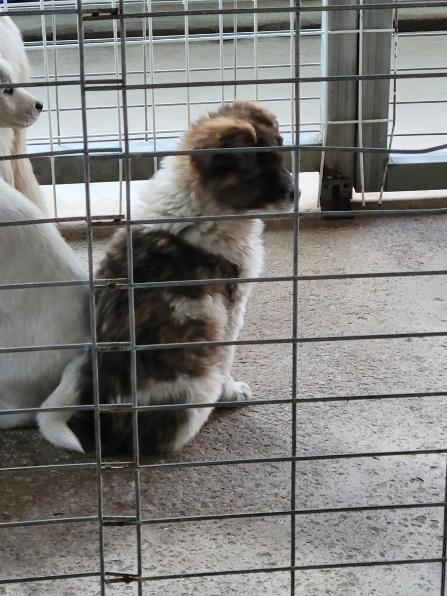 보호중 믹스견의 가…