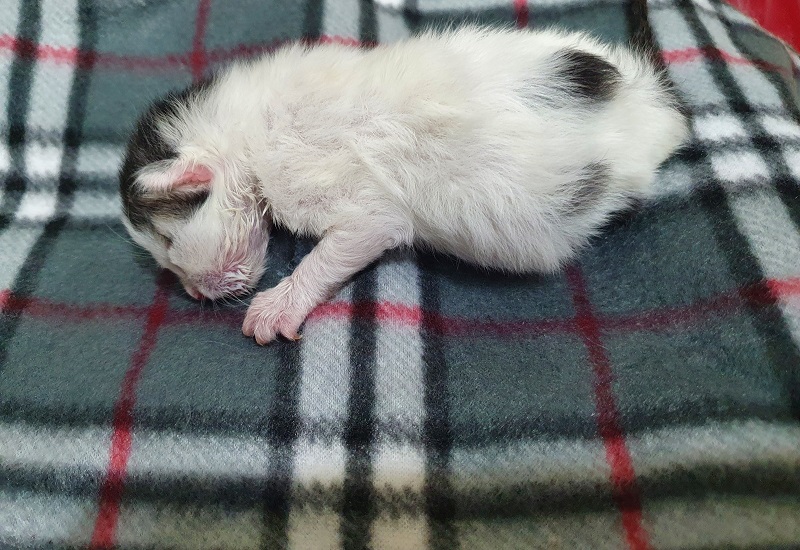 디아크동물종합병원_411319202500003