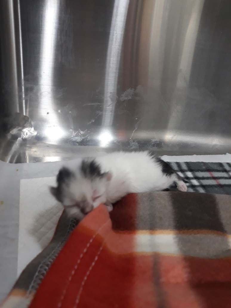 디아크동물종합병원_411319202500004