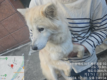 보호중 믹스견의 가…