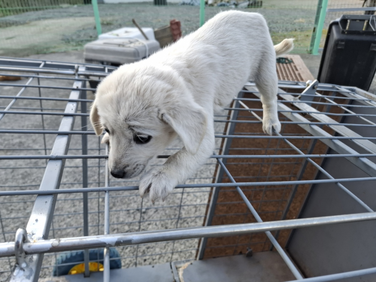 고흥군임시보호센터_446488202500004