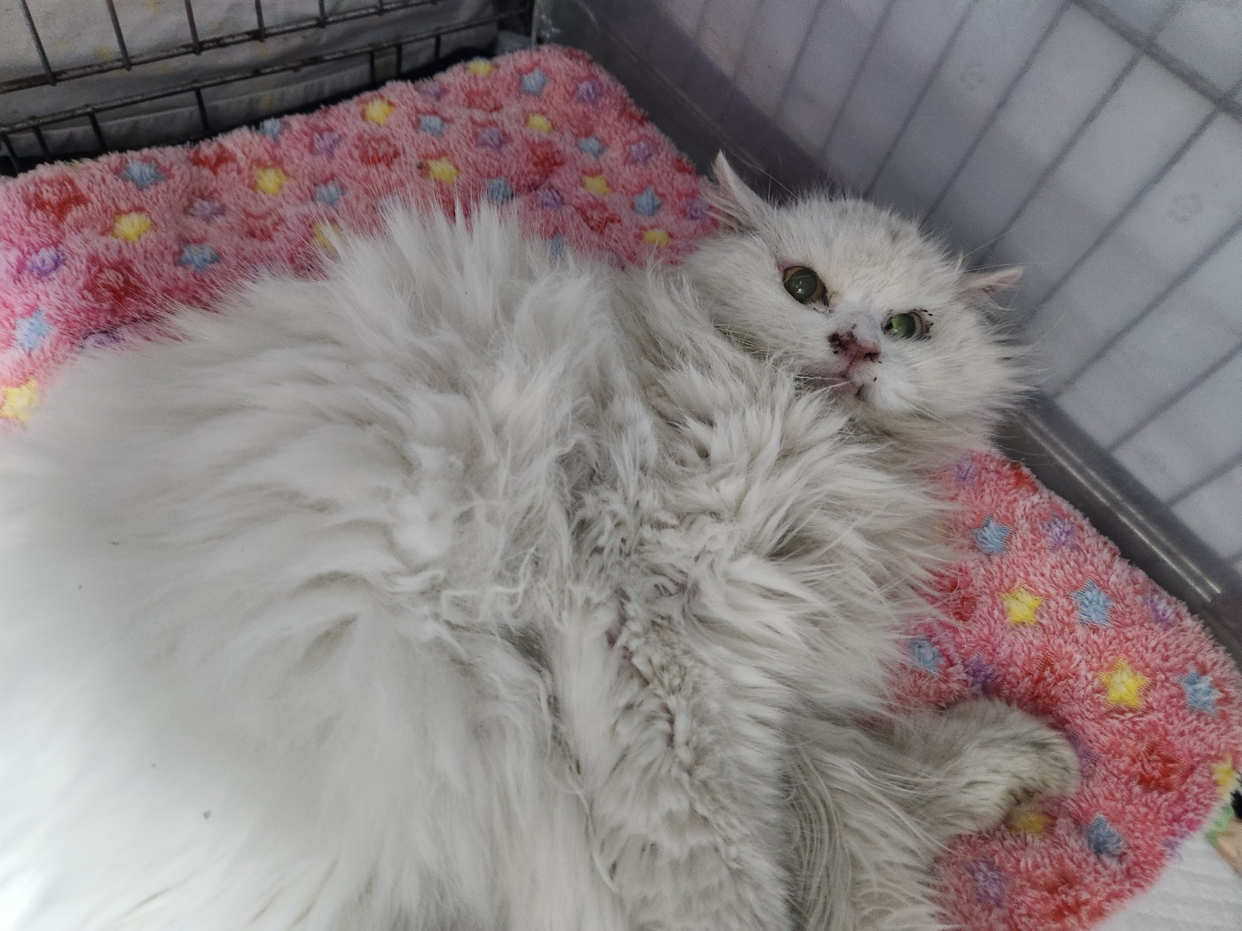 광주동물보호센터_429629202500003