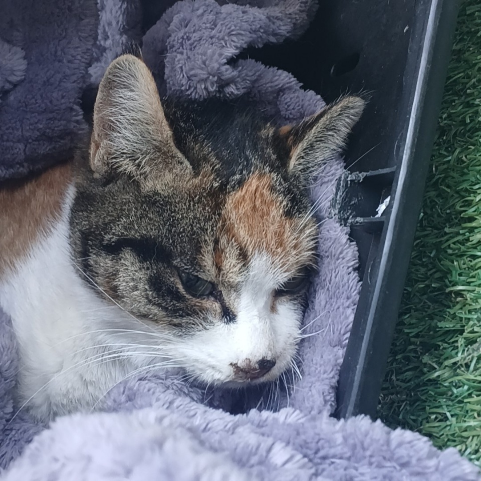 수원시 동물보호센터_441374202500003