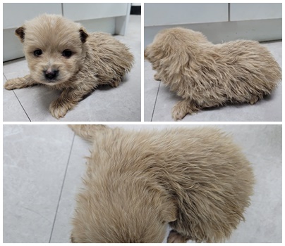 논산시 동물보호센터_444454202500007