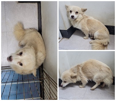 논산시 동물보호센터_444454202500001