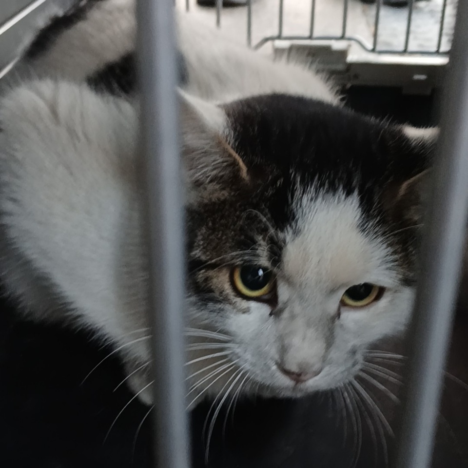 종료(자연사) 한국…