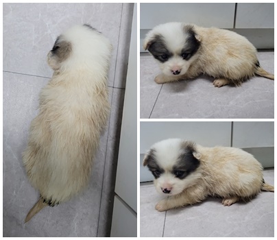 논산시 동물보호센터_444454202500002