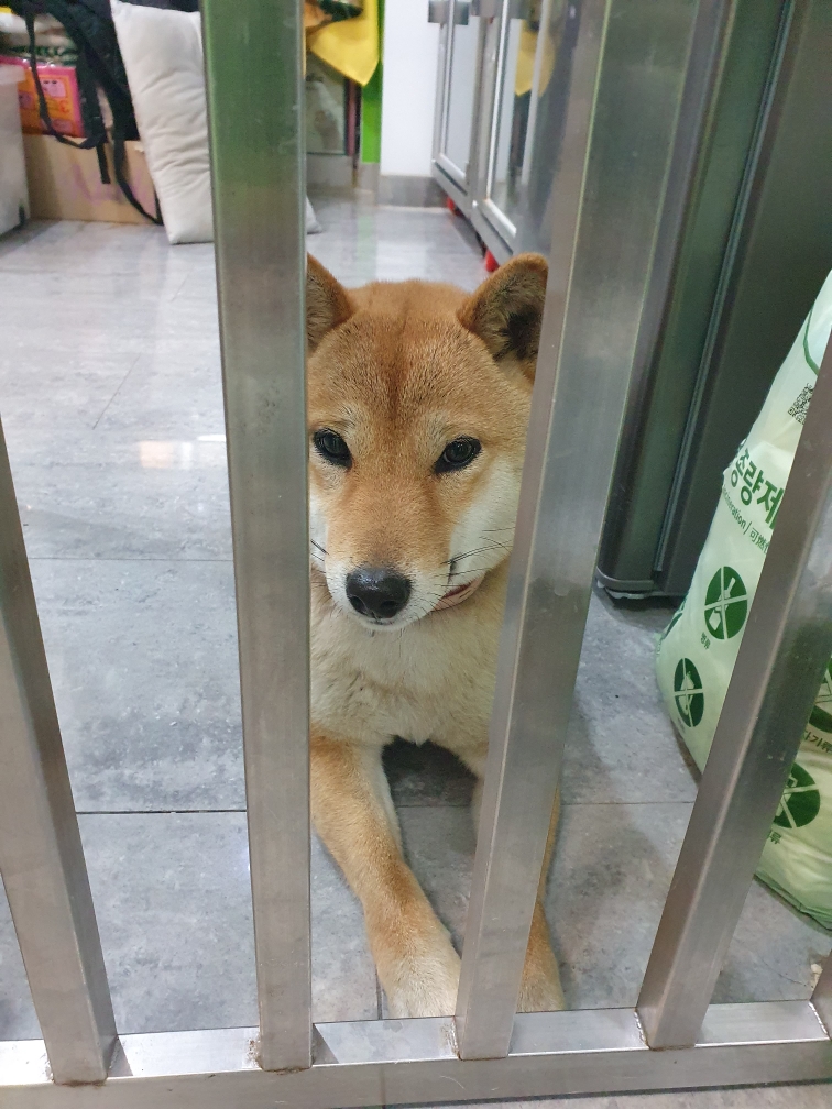펫앤쉘터동물병원_441378202500001